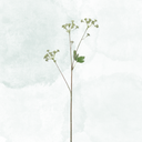 Angelica 56cm, Grön