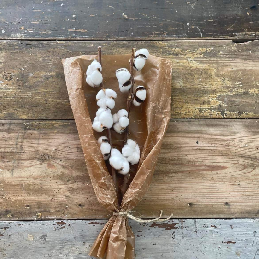 Bomullskvist, naturligt torkad