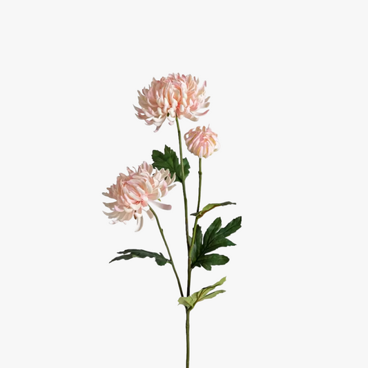 Chrysanthemum 60cm, Rosa