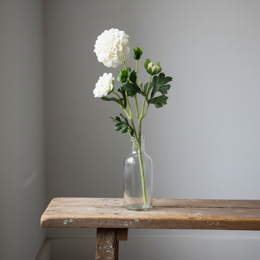 Chrysanthemum, Cream
