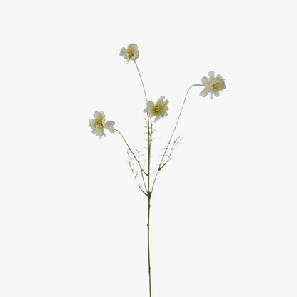 Cosmos 55cm, White