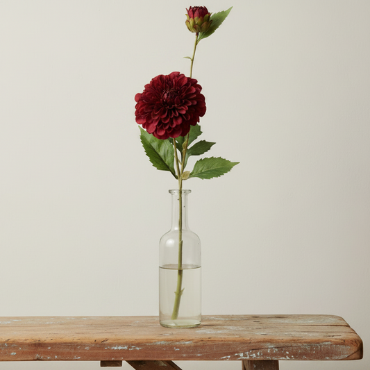 Dahlia, Burgundy