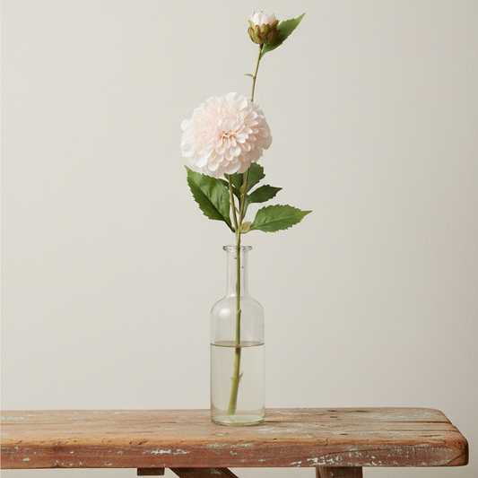 Dahlia, Persika