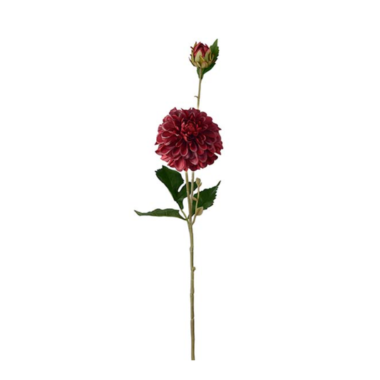 Dahlia, Burgundy