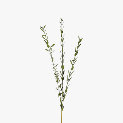 Eucalyptus small-leaved 50cm, green