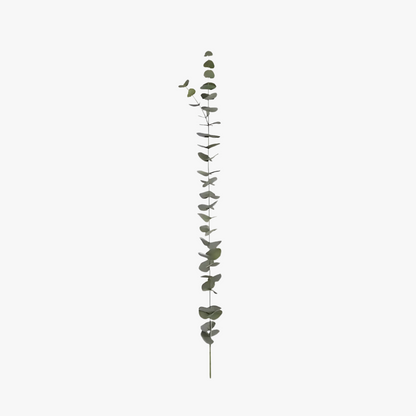 Eucalyptus large-leaved 120cm, green
