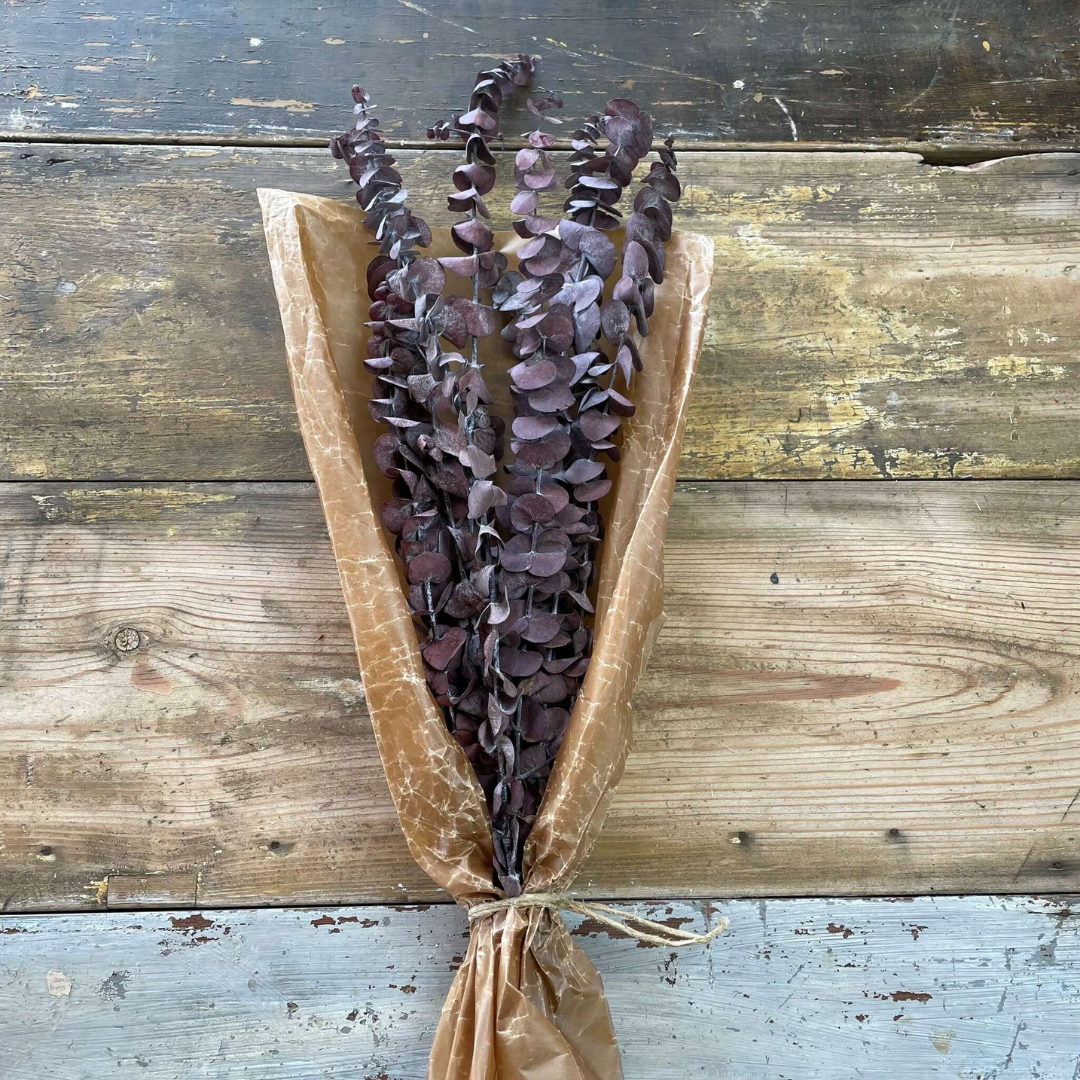 Storbladig röd eucalyptus