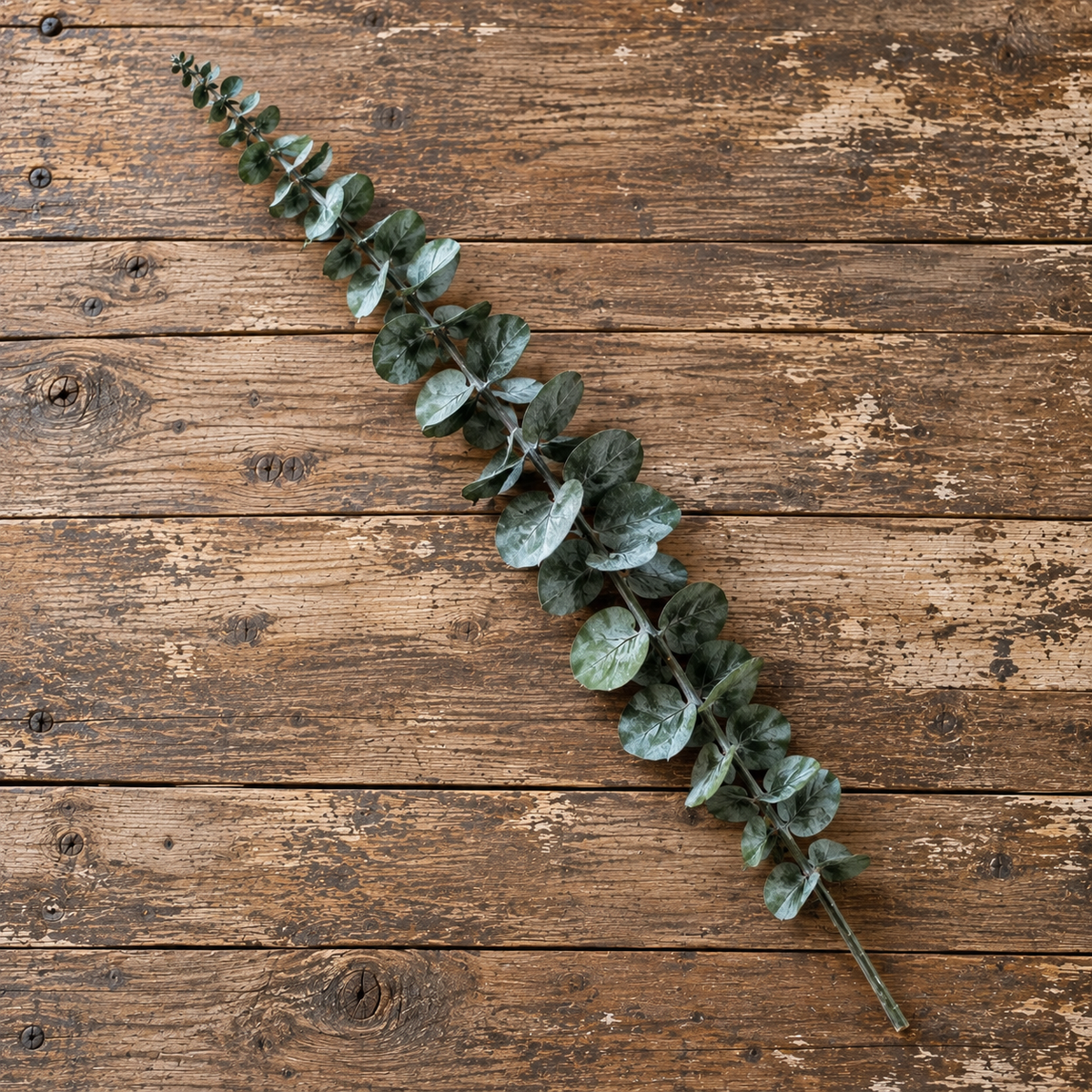 Eucalyptus kvist