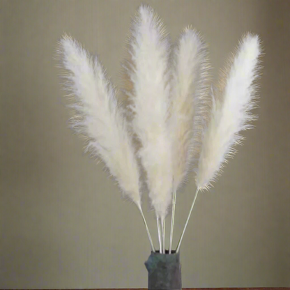 Stora Pampasgräs 110cm, Vit