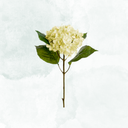 Hortensia 40cm, Vit
