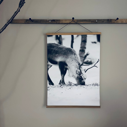 Canvas poster Reindeer