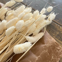 Phalaris vit