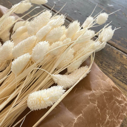 Phalaris vit