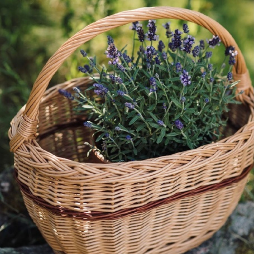 Pilkorg i fin kvalitet