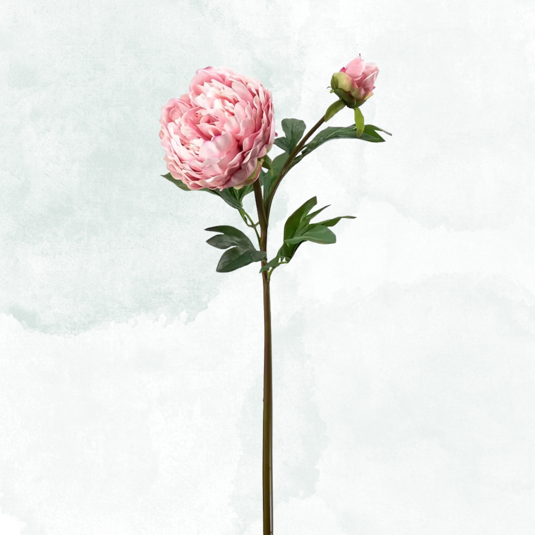 Pion 65cm, Rosa
