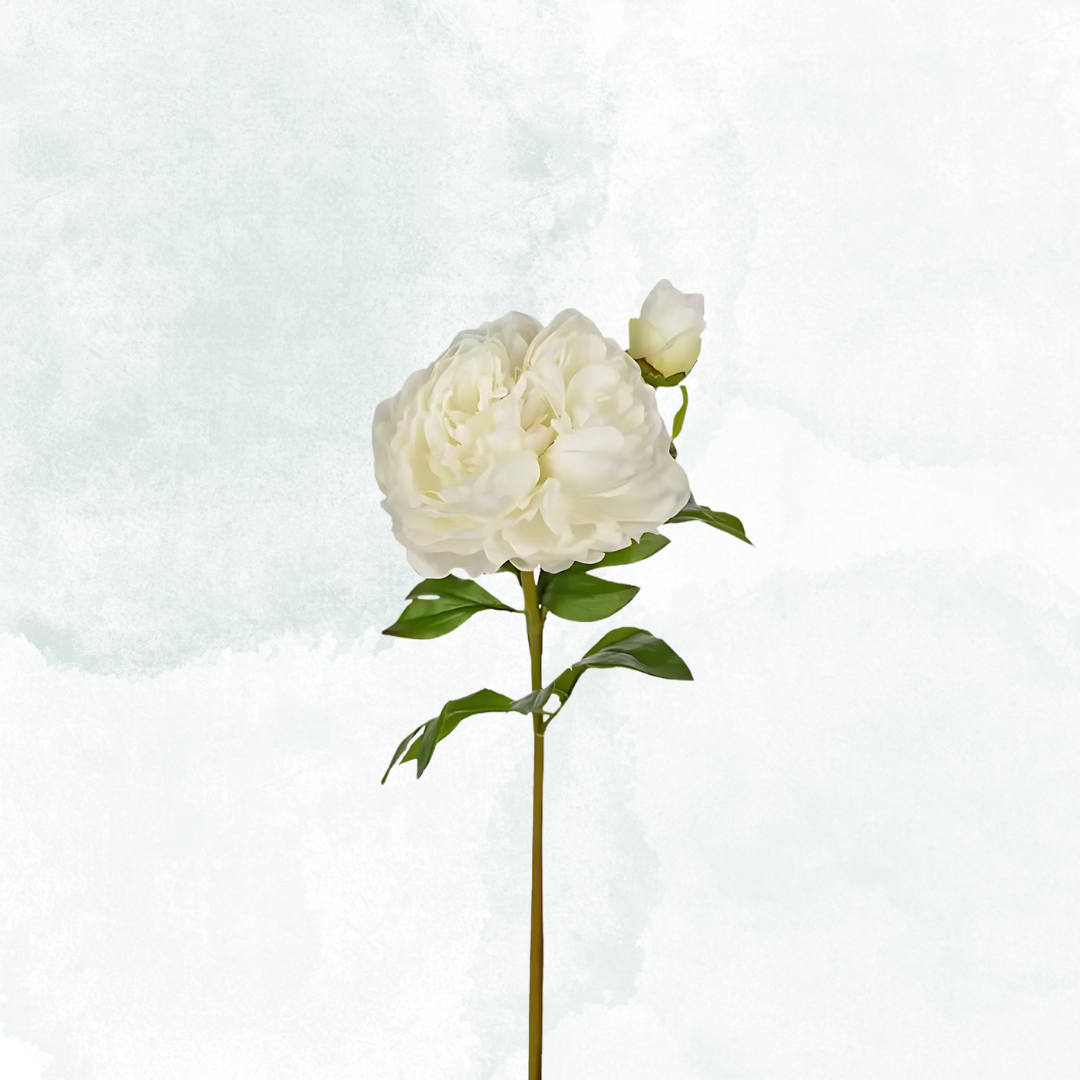 Pion 65cm, Vit