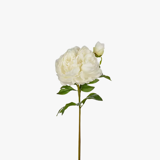 Pion 65cm, Vit