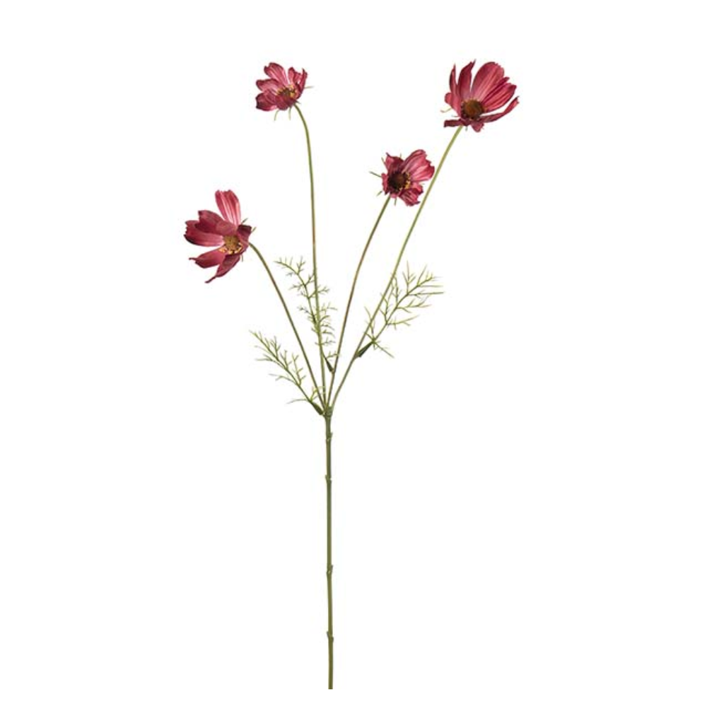 Rosenskära, Cerise
