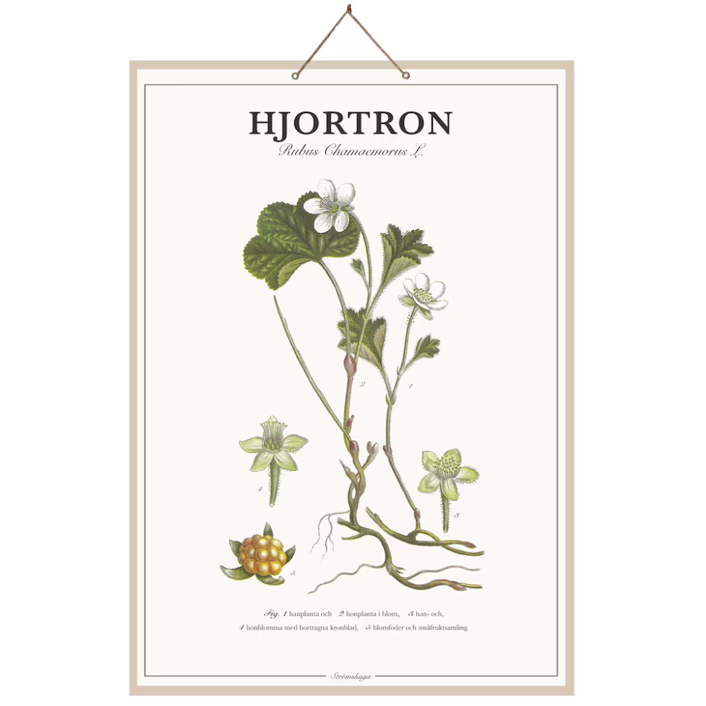 Skolplanch Hjortron