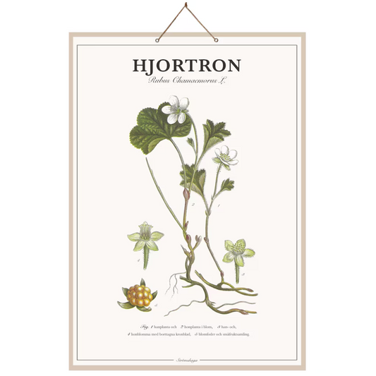 Skolplanch Hjortron