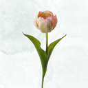 Tulpan 35cm, Rosa