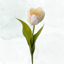 Tulpan 35cm, Vit