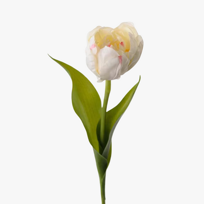 Tulip 35cm, White