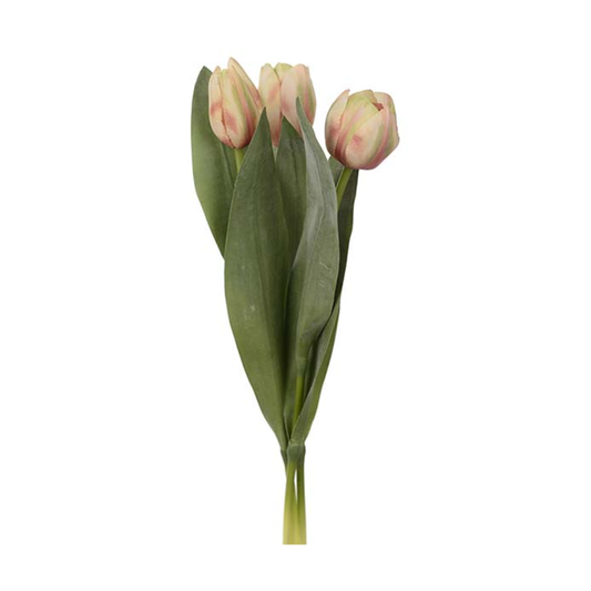 Tulpan Bunt 3-pack, Persika