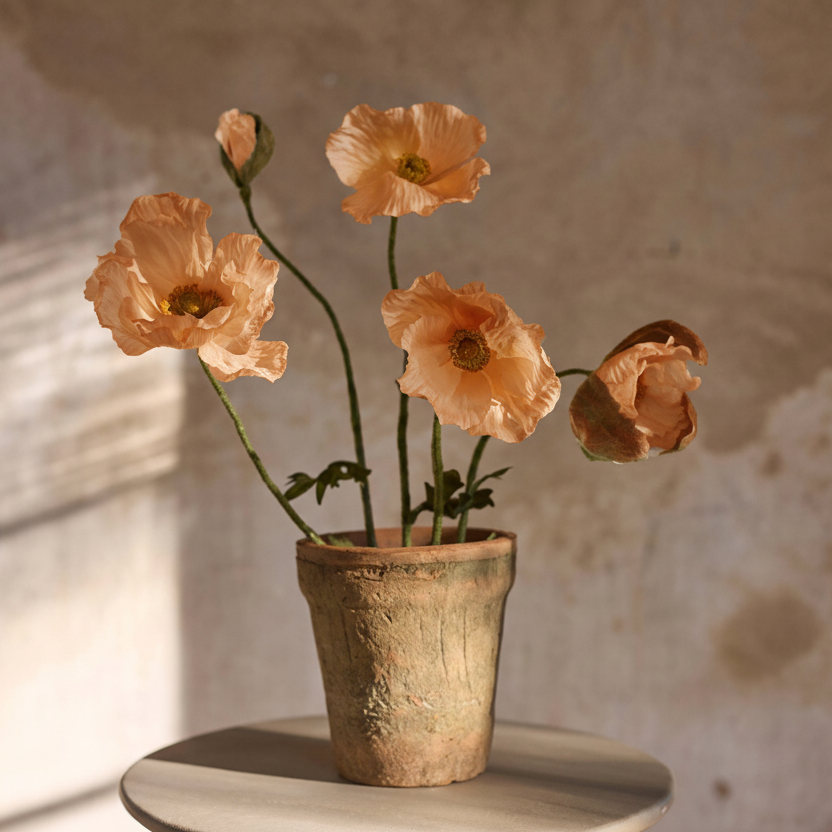 Vallmo i kruka Aprikos, 50cm