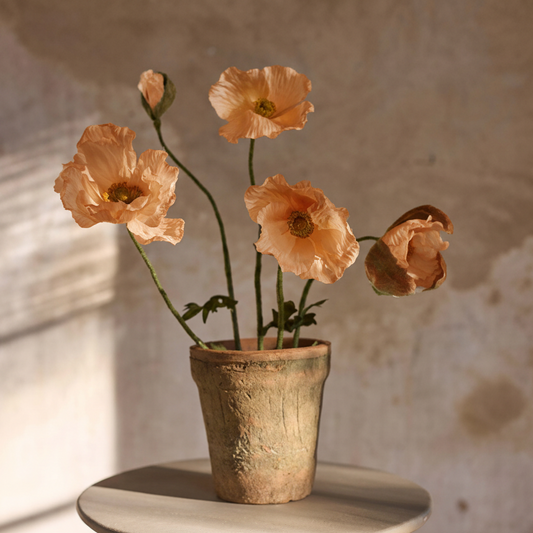 Vallmo i kruka Aprikos, 50cm