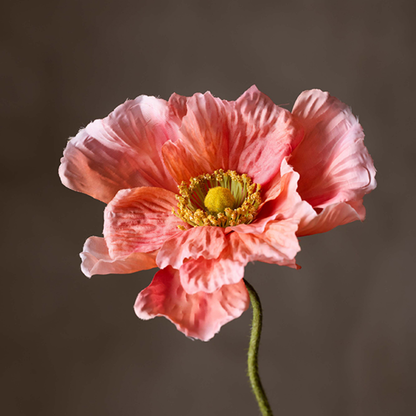 Valmue Koral 75cm