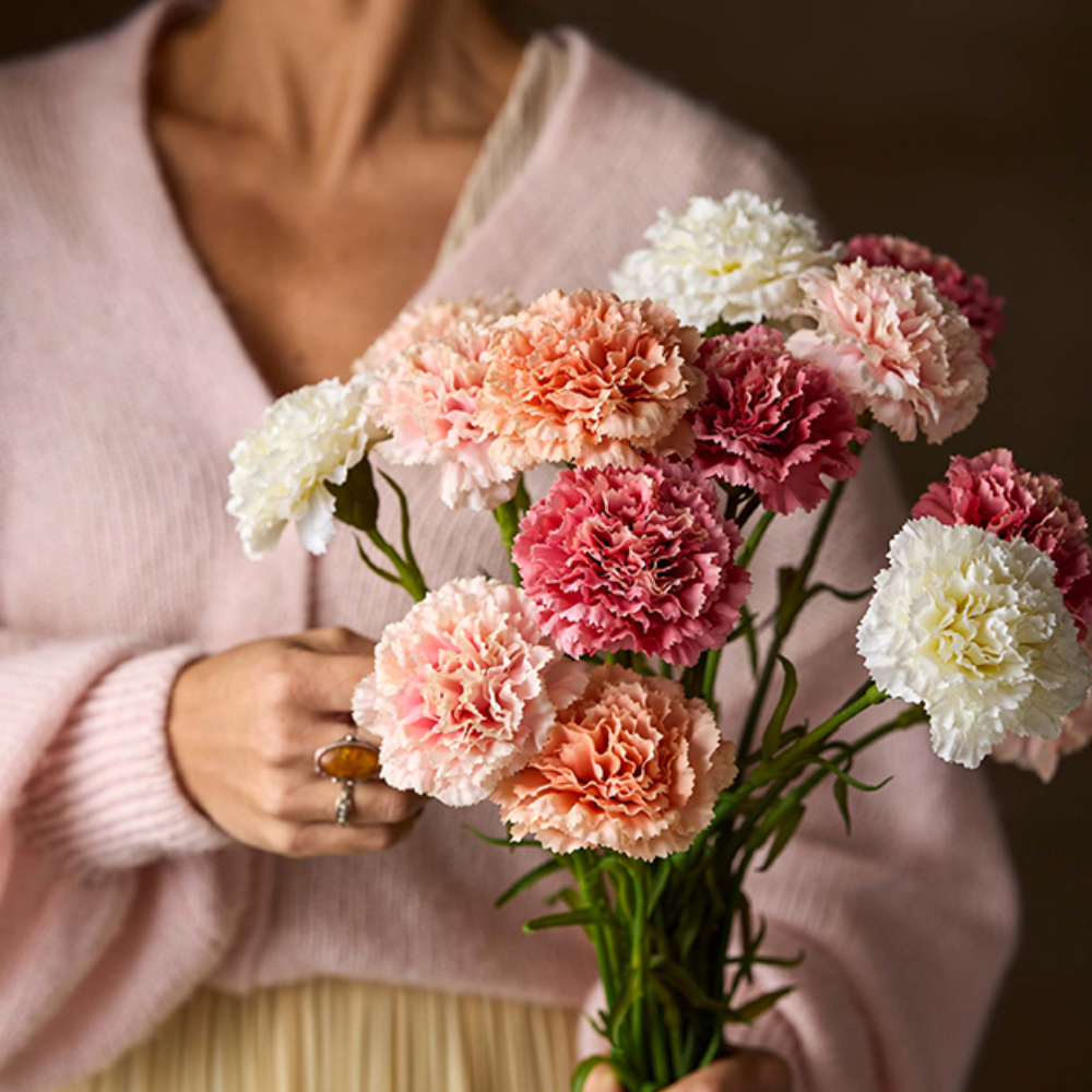 Carnation, Cream 44cm