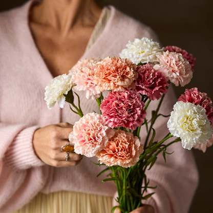 Carnation, Cream 44cm