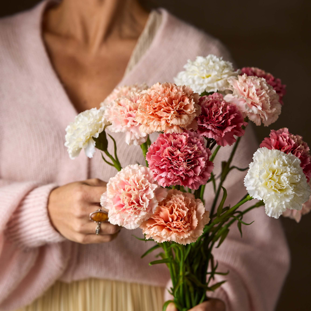 Nejlika, Persika 44cm