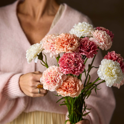 Nejlika, Persika 44cm