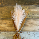 Pampasgräs lyxig miscanthus 10-pack