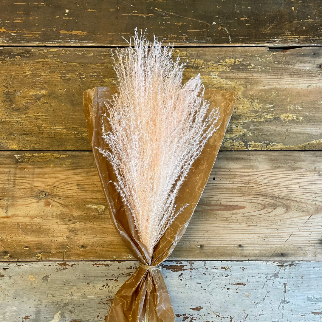 Pampasgräs lyxig miscanthus 10-pack
